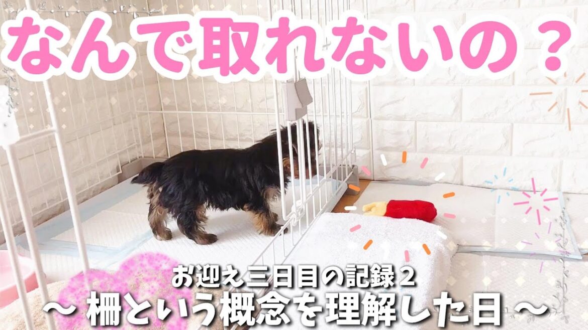 柵の向こう側って繋がってるのっ!!? 新しい発見に興味津々!生後二か月のヨークシャーテリアの成長♡【子犬お迎え3日目②】