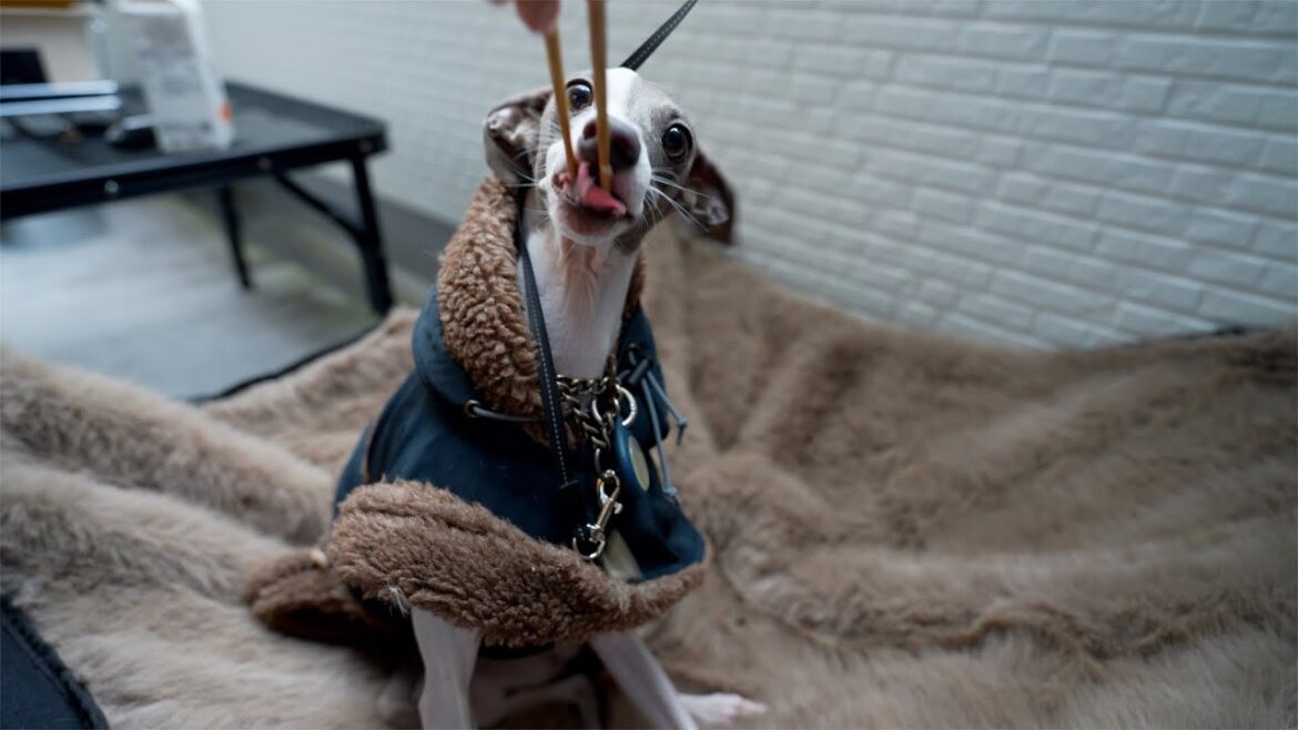 ベランダで秋刀魚を焼いたら変な声がでちゃった愛犬が可愛すぎたwww ベランダで秋刀魚を焼いたら変な声がでちゃった愛犬が可愛すぎたwww