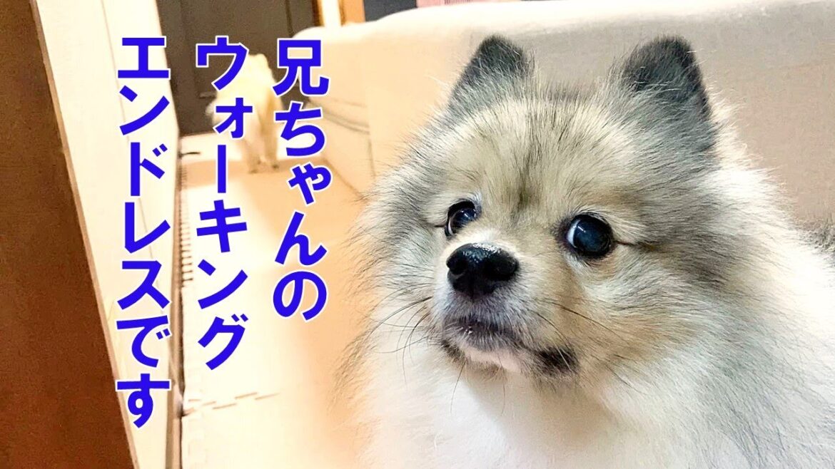 ここ最近のポンとシンバの様子はこんな感じです ここ最近のポンとシンバの様子はこんな感じです
