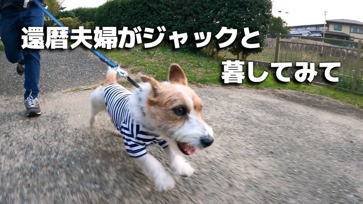 飼いにくいと評判の犬種を還暦夫婦が飼ってみて【ジャックラッセルテリア】