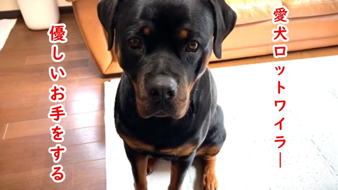 大型犬ロットワイラー　お手が優しい愛犬
