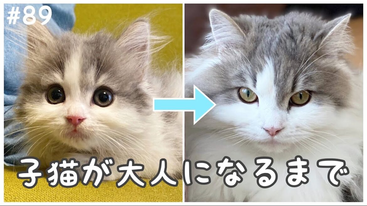 【祝1歳】生後50日の子猫が大人になるまでを、ギュギュ〜っと10分にまとめてみました! 【祝1歳】生後50日の子猫が大人になるまでを、ギュギュ〜っと10分にまとめてみました!