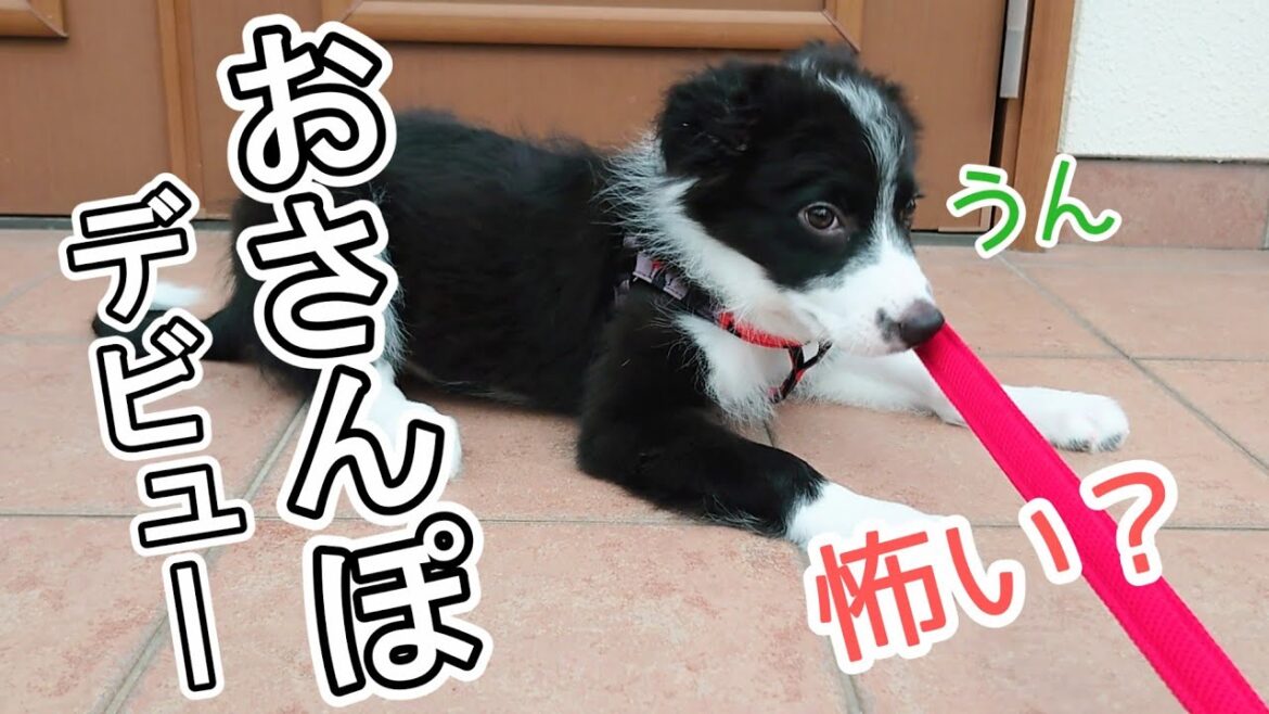 遅れを取り戻せ！ボーダーコリーの子犬のおさんぽデビュー