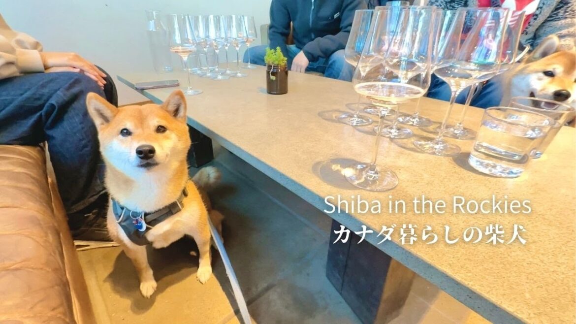 お洒落なテイスティングルームでスタンバイする場違いな柴犬が可愛い【秋のオカナガン旅行：前編】
