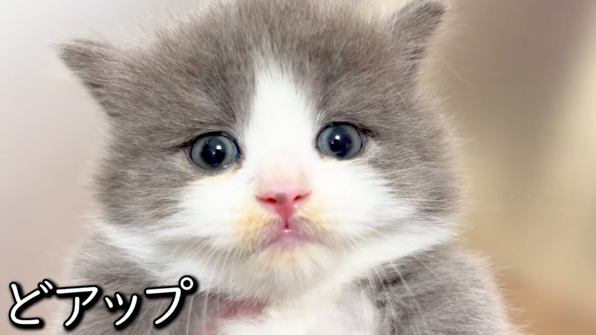 【マンチカンの子猫】みんなのどアップ撮ると色々違いがある件 ∼猫のいる生活Vol.834~ 出産動画 マンチカン短足・ミヌエット・ペルシャ猫専門ブリーダー『ペット蔵人』【子猫の成長記録】 【マンチカンの子猫】みんなのどアップ撮ると色々違いがある件 ∼猫のいる生活Vol.834~ 出産動画 マンチカン短足・ミヌエット・ペルシャ猫専門ブリーダー『ペット蔵人』【子猫の成長記録】