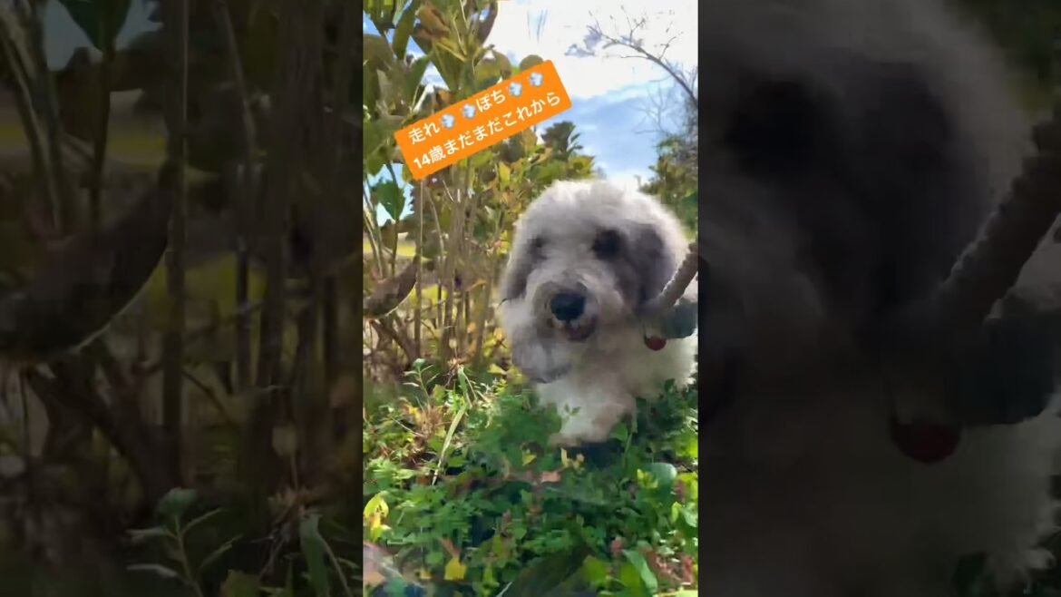 #shorts #14yearsold #犬のいる暮らし #もふもふ #白い犬  #犬 #dog #petitbasset #cute #いぬのいる生活 #ワンピース #sekainoowari #shorts #14yearsold #犬のいる暮らし #もふもふ #白い犬  #犬 #dog #petitbasset #cute #いぬのいる生活 #ワンピース #sekainoowari