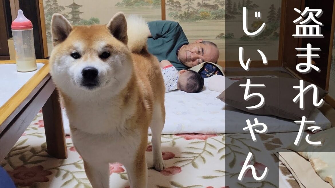 赤ちゃんにじいちゃんを取られたと報告しにくる柴犬が可愛い