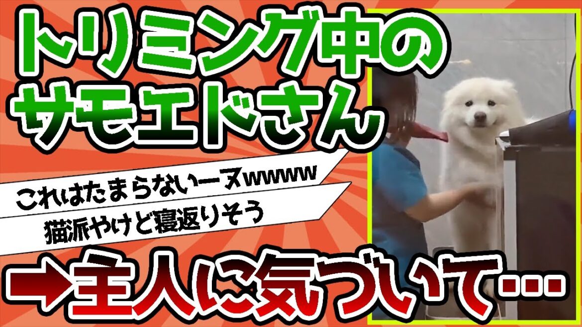 【2ch動物スレ】トリミング中のサモエドさん、ご主人に気付いた結果…これはたまらないーヌwwww 【2ch動物スレ】トリミング中のサモエドさん、ご主人に気付いた結果…これはたまらないーヌwwww