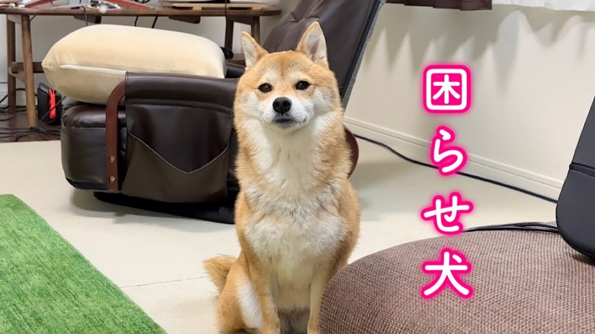 腹ペコでご飯を要求したにも関わらずボイコットするお騒がせ柴犬が可愛い
