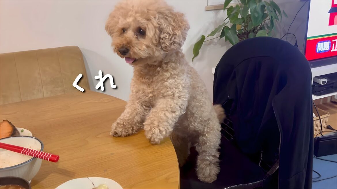 自分のご飯がないと分かった途端こうなりますww