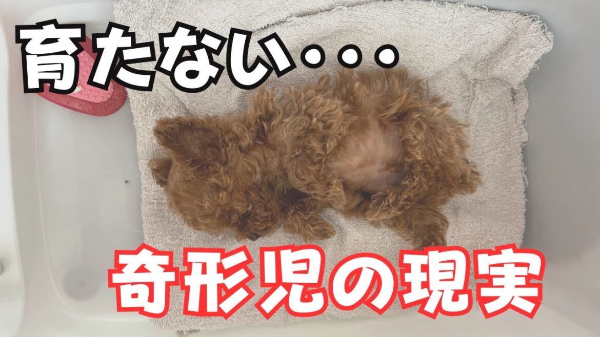 奇形児の子犬との向き合い方、育て方【トイプードルブリーダー】山梨県甲府市
