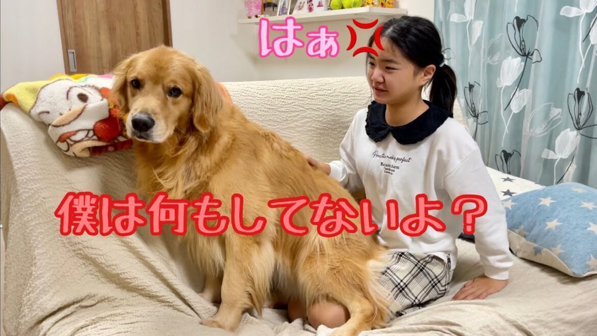 ボスに怒られた瞬間に罪を全部姉のせいにする裏切り犬【ゴールデンレトリバーとミニチュアダックスフンド】