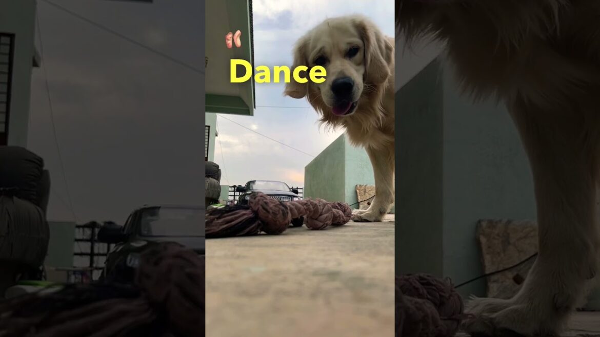 Flashbang #goldenretriever #ytshorts #shorts