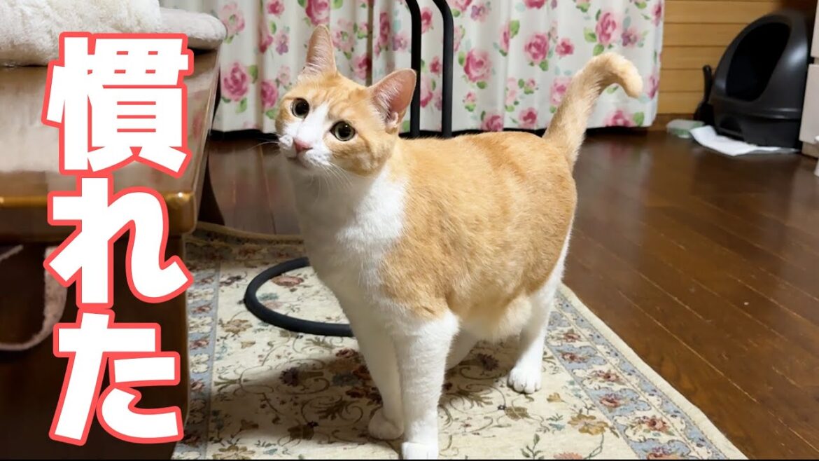 １年ぶりに実家に連れてこられたけど何も気にしていないロビン