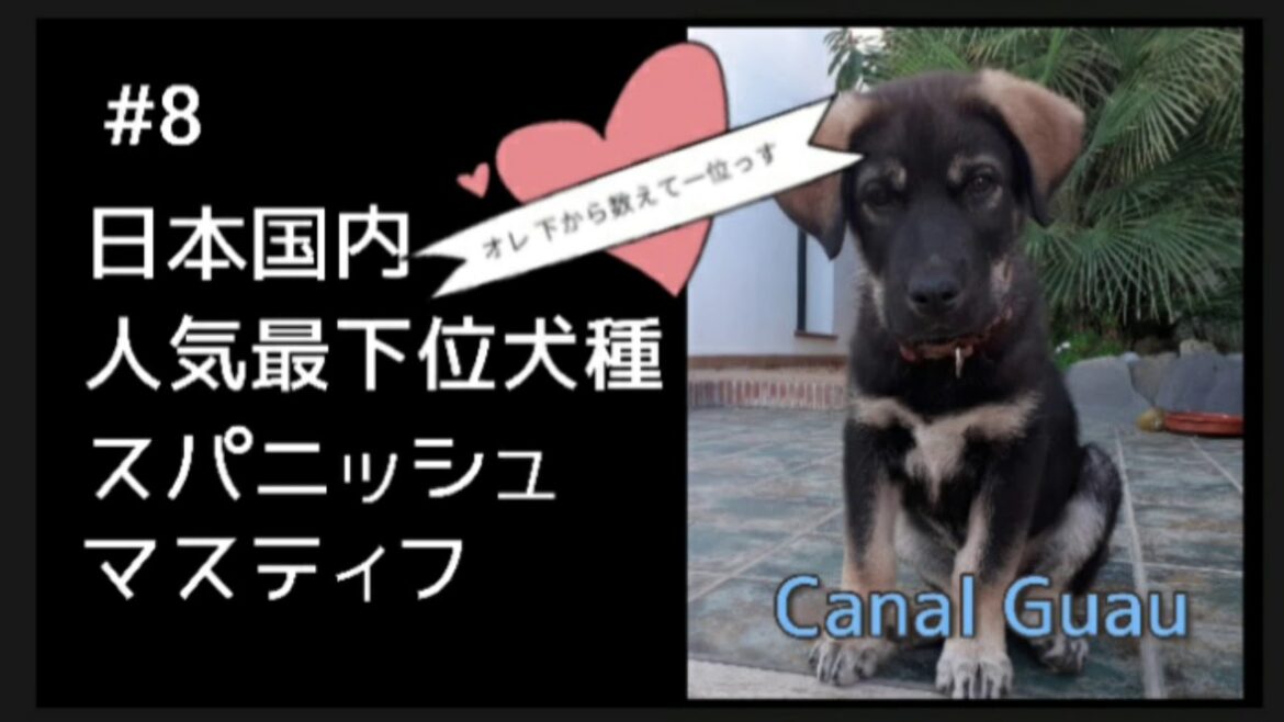 #8 日本国内 人気最下位犬種 スパニッシュ マスティフ《 スペイン》