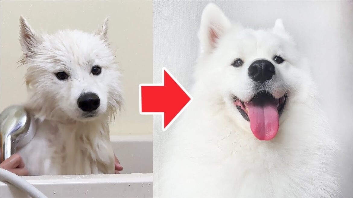 4時間かけてシャンプーしたら純白モフモフのサモエドに生まれ変わりました！