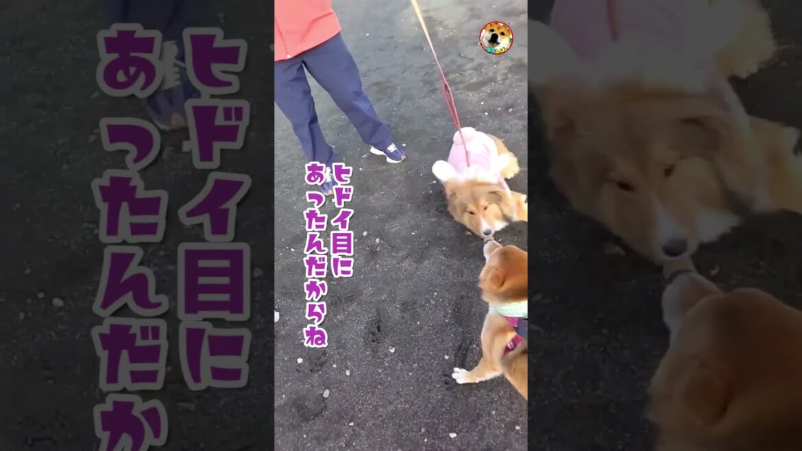 【柴犬】結構言い争ってた犬達…アフレコ#shorts 【柴犬】結構言い争ってた犬達…アフレコ#shorts