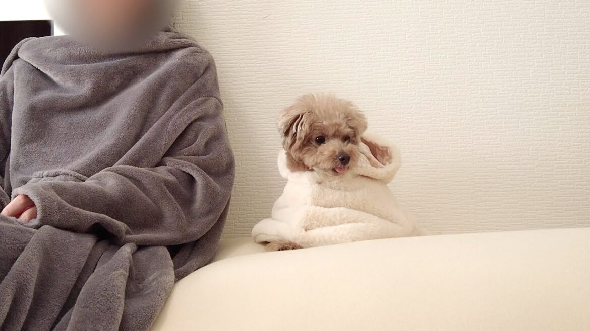 寒がりな愛犬に着る毛布をあげたら幸せ空間が出来上がってしまった