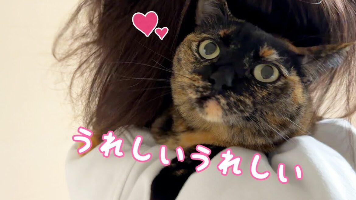 朝から全力で甘えるサビ猫が可愛すぎるので見て！