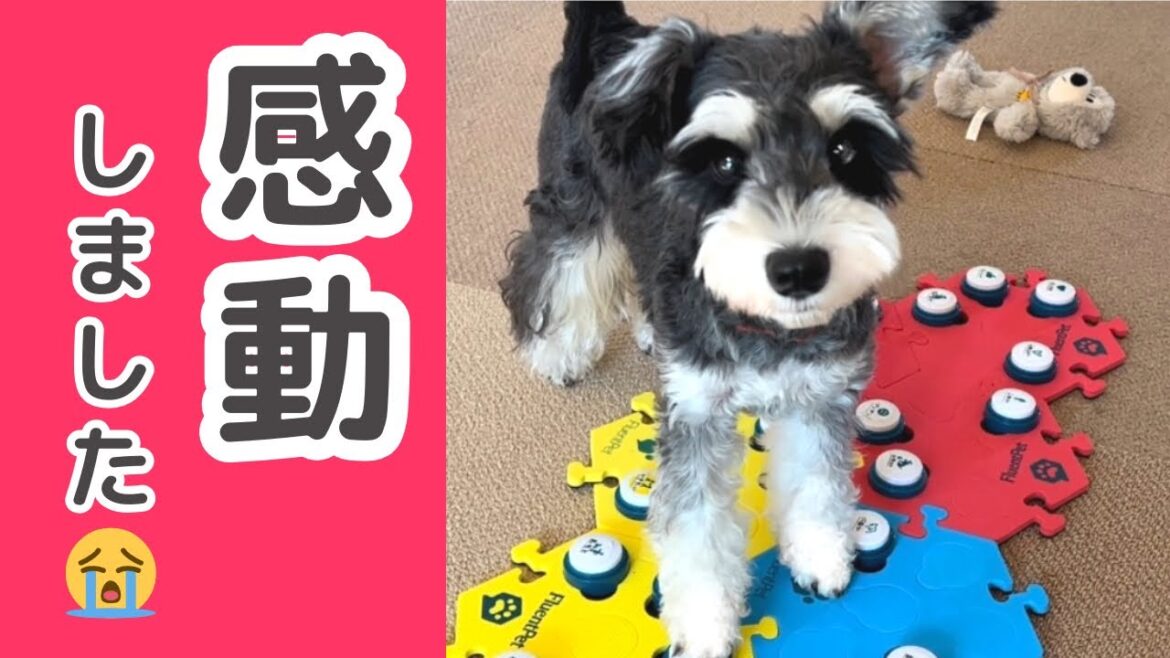 犬の気持ちに泣いた😭【しゃべる犬】