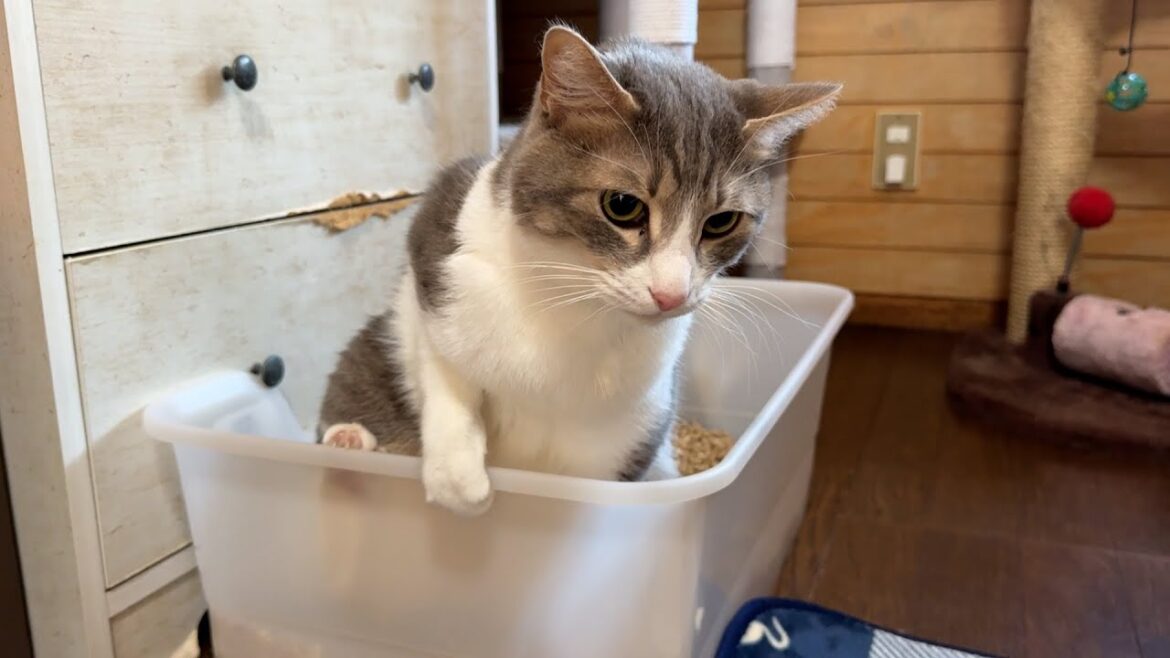 おしっこの仕方がテクニカルすぎるスカーさん おしっこの仕方がテクニカルすぎるスカーさん