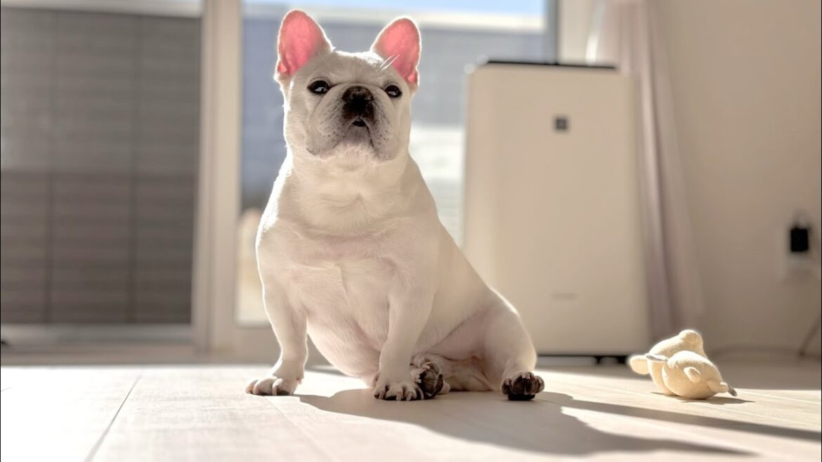 お手伝いさんをお迎えする☀️【フレンチブルドッグ frenchbulldog】 お手伝いさんをお迎えする☀️【フレンチブルドッグ frenchbulldog】