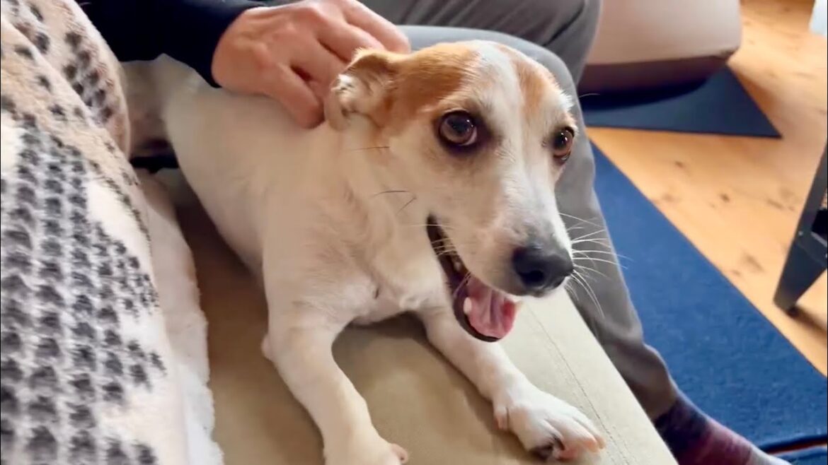 ジャックラッセルテリアはどんな時でも我が家を明るくしてくれます