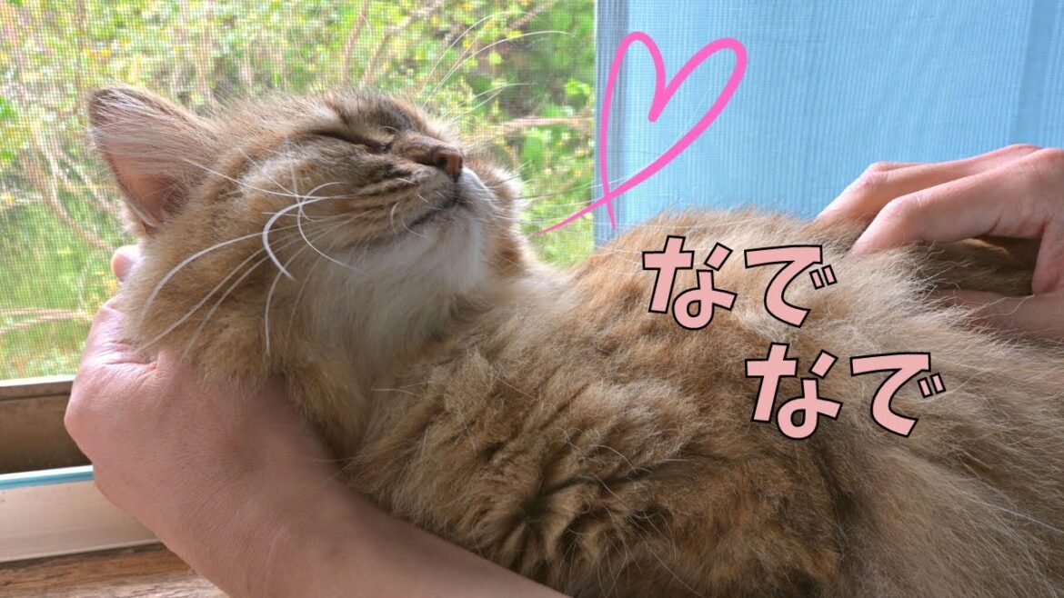 撫でられたい猫【サイベリアン】 撫でられたい猫【サイベリアン】