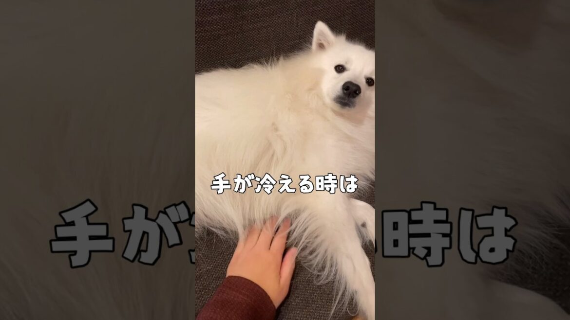 優しさで出来ているスピッツ犬　#日本スピッツ #japanesespitz #shorts