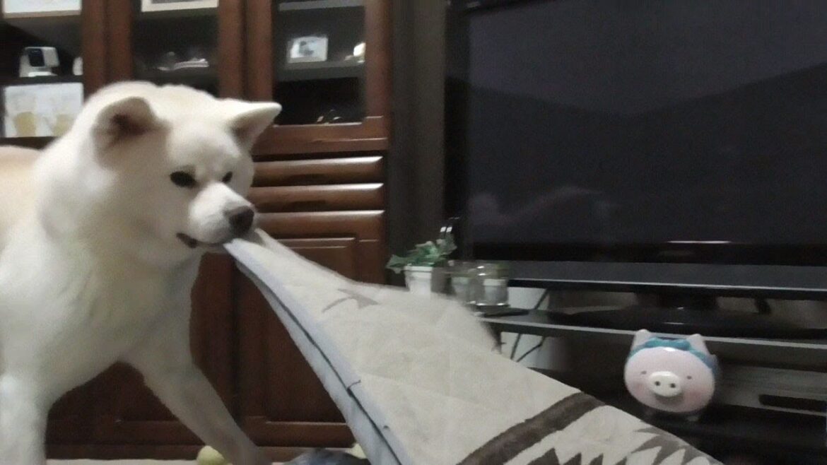 【秋田犬ゆうき】飼い主の布団を奪い取り敷き布団まで用意するも結局いつもの場所で丸く収まる【akita dog】