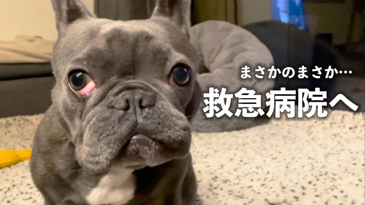 【緊急】目から始まり夜間救急病院…こんな時はもう笑い飛ばすしかない…