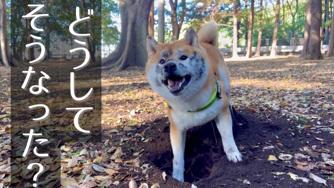 森のドッグランに興奮し、野生と化す柴犬が愛おしくて堪らない