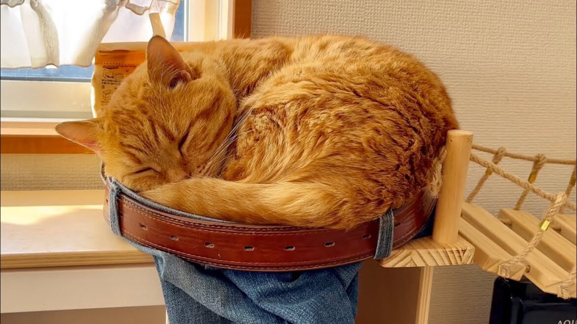 パパのデニムで寝るのが好きな茶々パパとおぎんくん #猫 #マンチカン