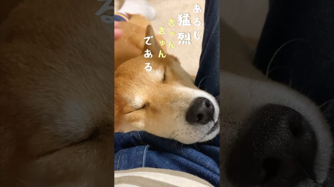 猛烈きゅんきゅんこと柴犬こむぎの甘え#柴犬 #犬 #三浦半島遊びに来てね