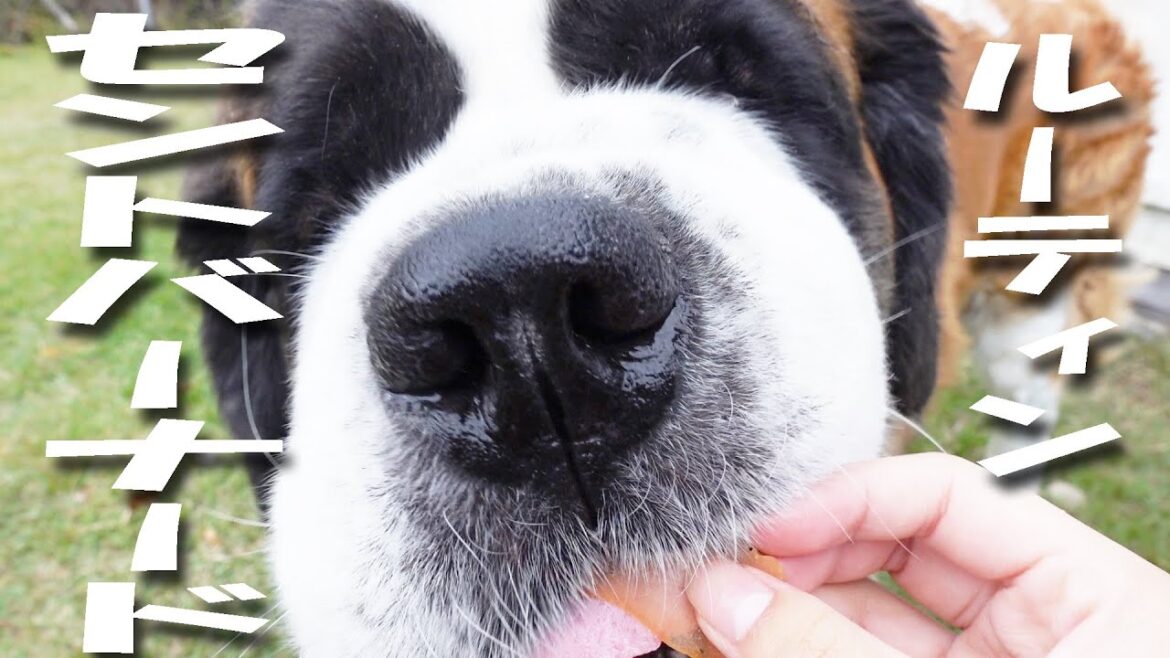 【超大きな犬のとある1日】平凡なセントバーナードの日記　A Day in the Life of a Very Big Dog: Diary of an Ordinary Saint Bernard