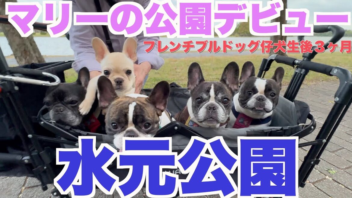 水元公園 マリー公園デビュー 【 フレンチブルドッグ french_bulldog 】 フレブル仔犬生後３ヶ月