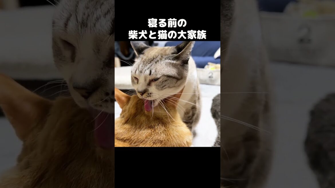 就寝前の猫8匹と柴犬2匹の様子　#shorts
