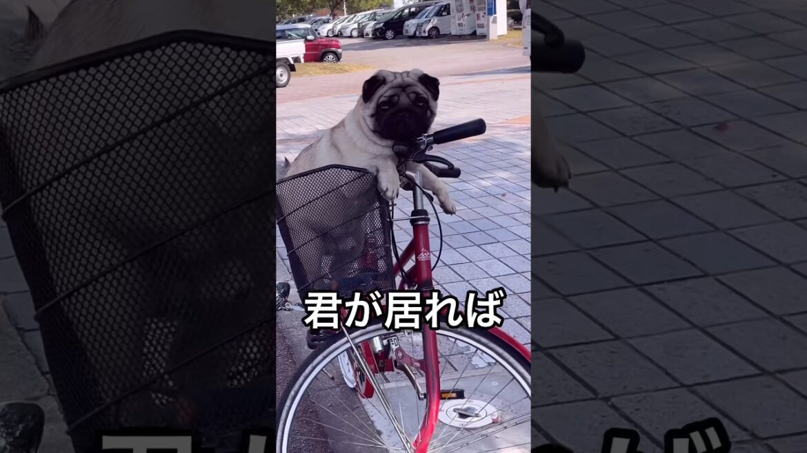 くーちゃんが居れば#パグ#pug#shorts #いぬのきもち #犬のいる暮らし