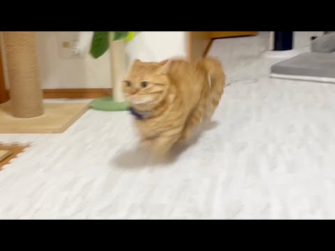 珍しいぎんちゃんvs茶々パパの大運動会 #猫 #マンチカン 珍しいぎんちゃんvs茶々パパの大運動会 #猫 #マンチカン