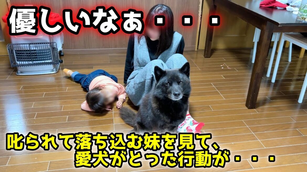 【ほっこり】パパが怒ると、いつもこうなります・・・【甲斐犬一休と猫のしずく】