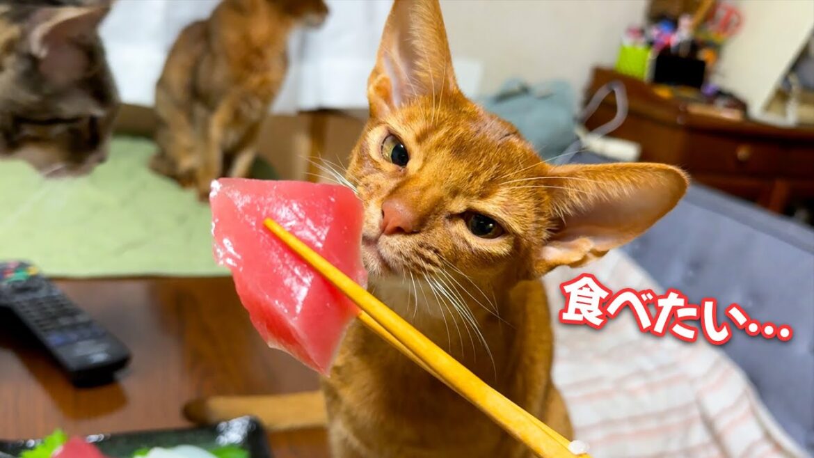 マグロが食べたすぎる子猫の”圧”がすごすぎました… マグロが食べたすぎる子猫の”圧”がすごすぎました…