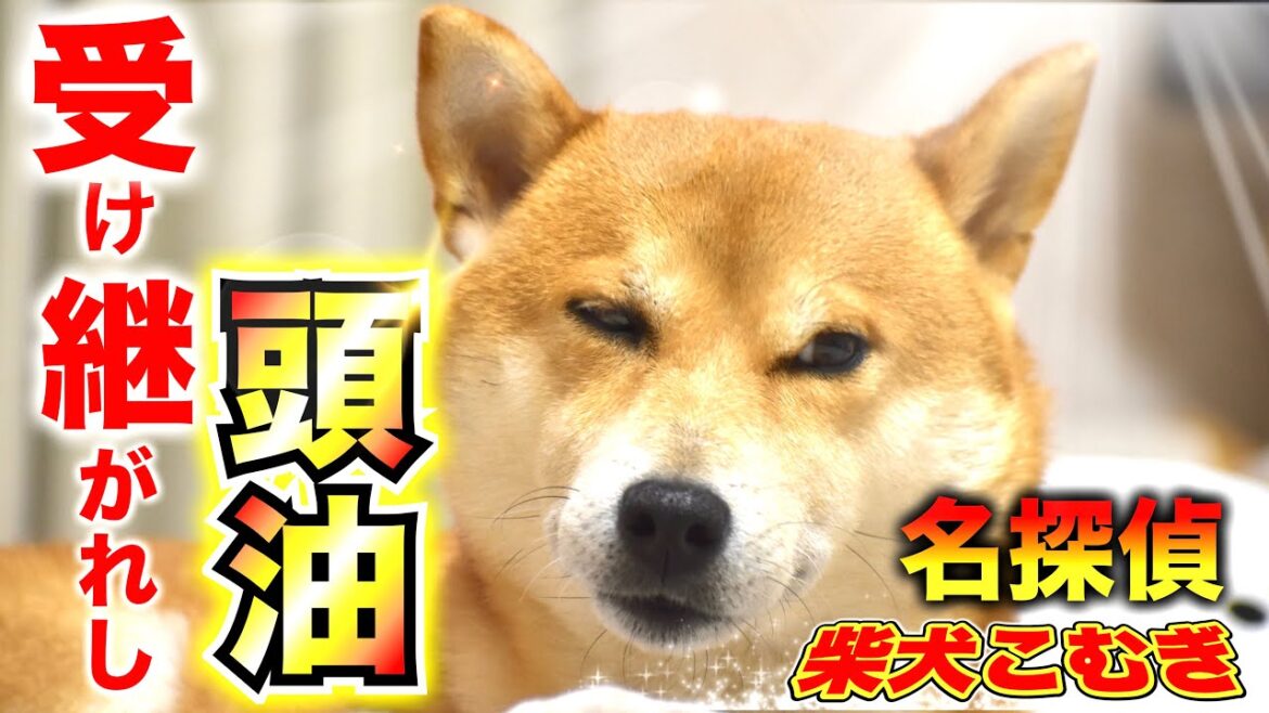 柴犬こむぎの推理力は毛利小五郎並みに鋭い【あるじのステップ】