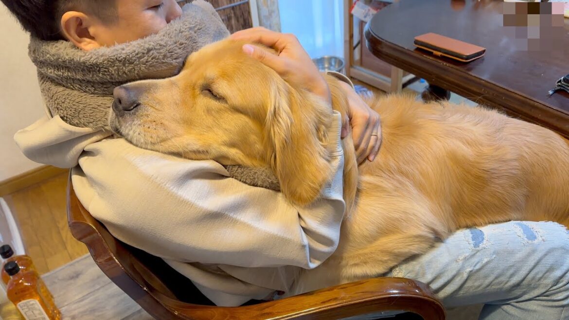 愛犬の巨体で、贅沢に暖をとる幸せな時間【ゴールデンレトリバー】