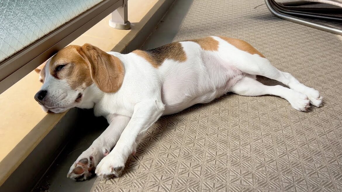寝方のクセが強い犬【ビーグル多頭飼い】