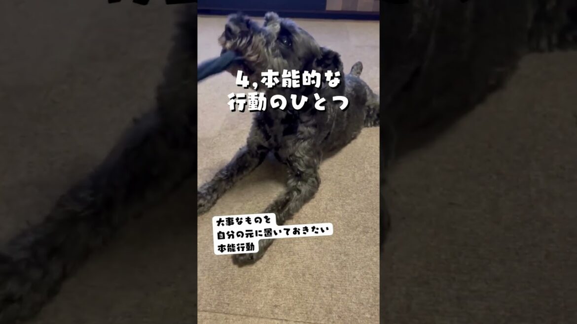 我が家の愛犬は家族の靴下が好き｜犬ラブ