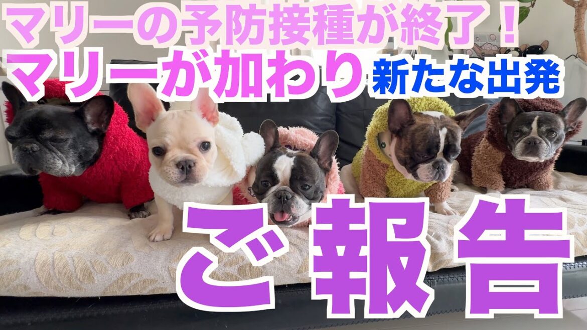 5ブヒになり新たに産まれ変わります 【French_bulldog フレンチブルドッグ 】Go go buhi family
