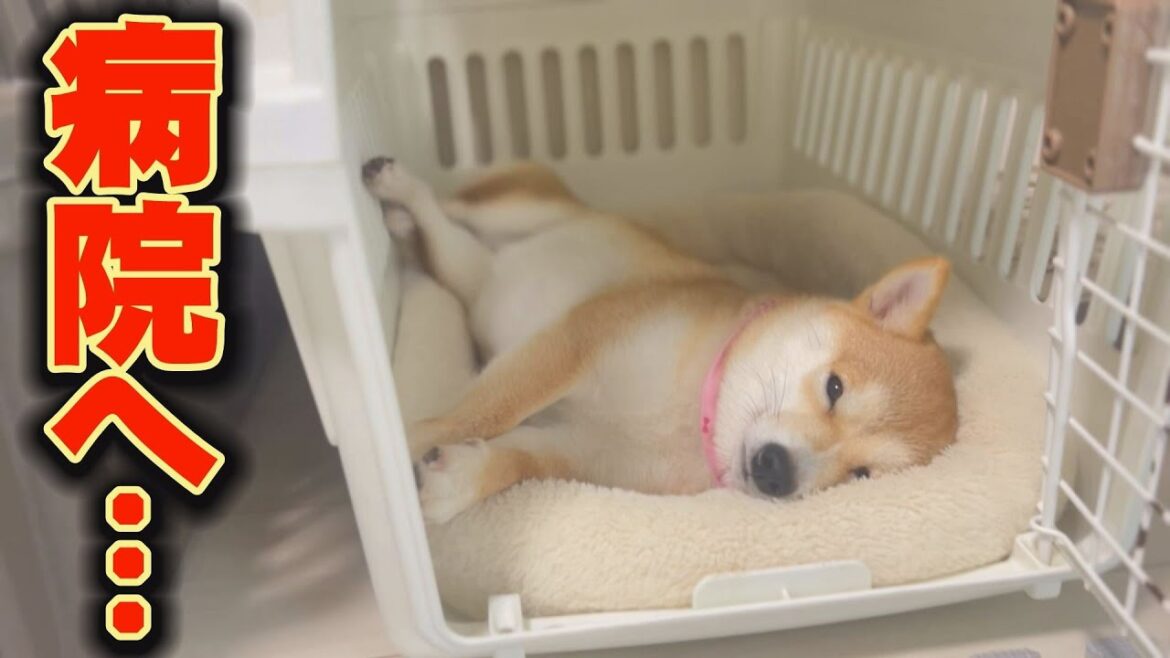翌朝も元気がない・・・思わぬ診察結果に驚き・・・