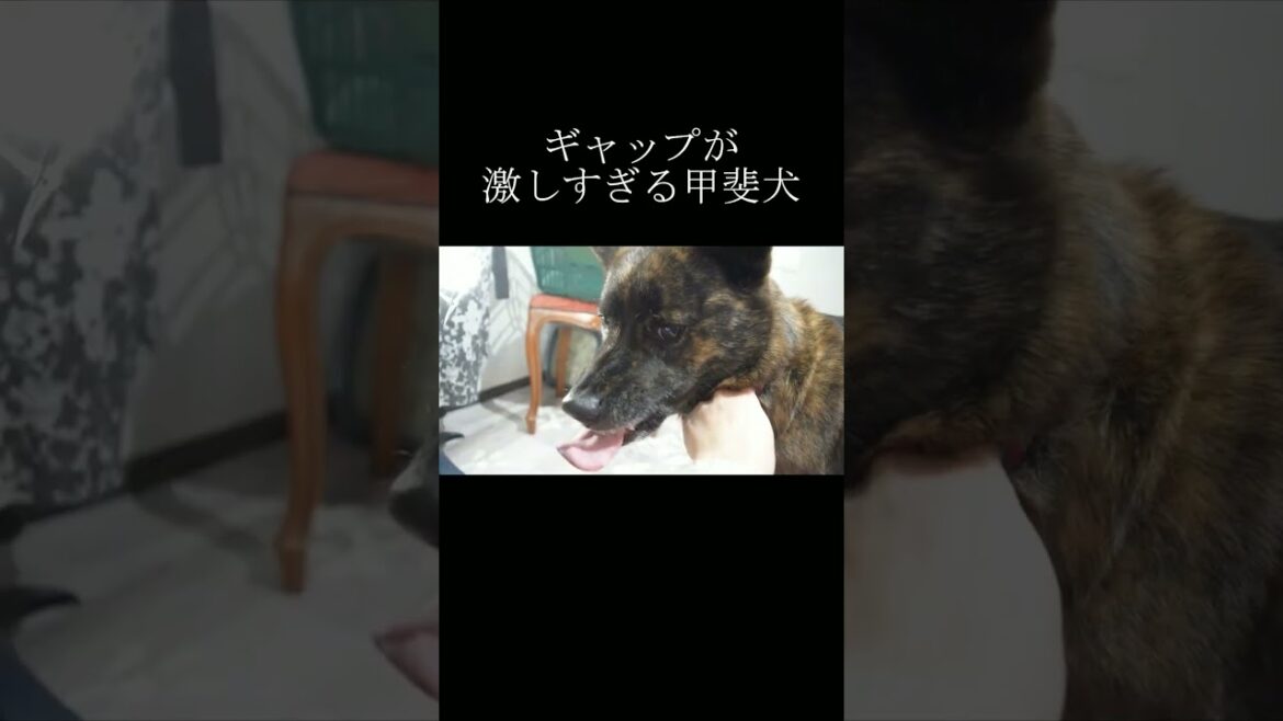 普段はクールな甲斐犬ですが、石を見ると… #甲斐犬 #柴犬 #youtubeshorts
