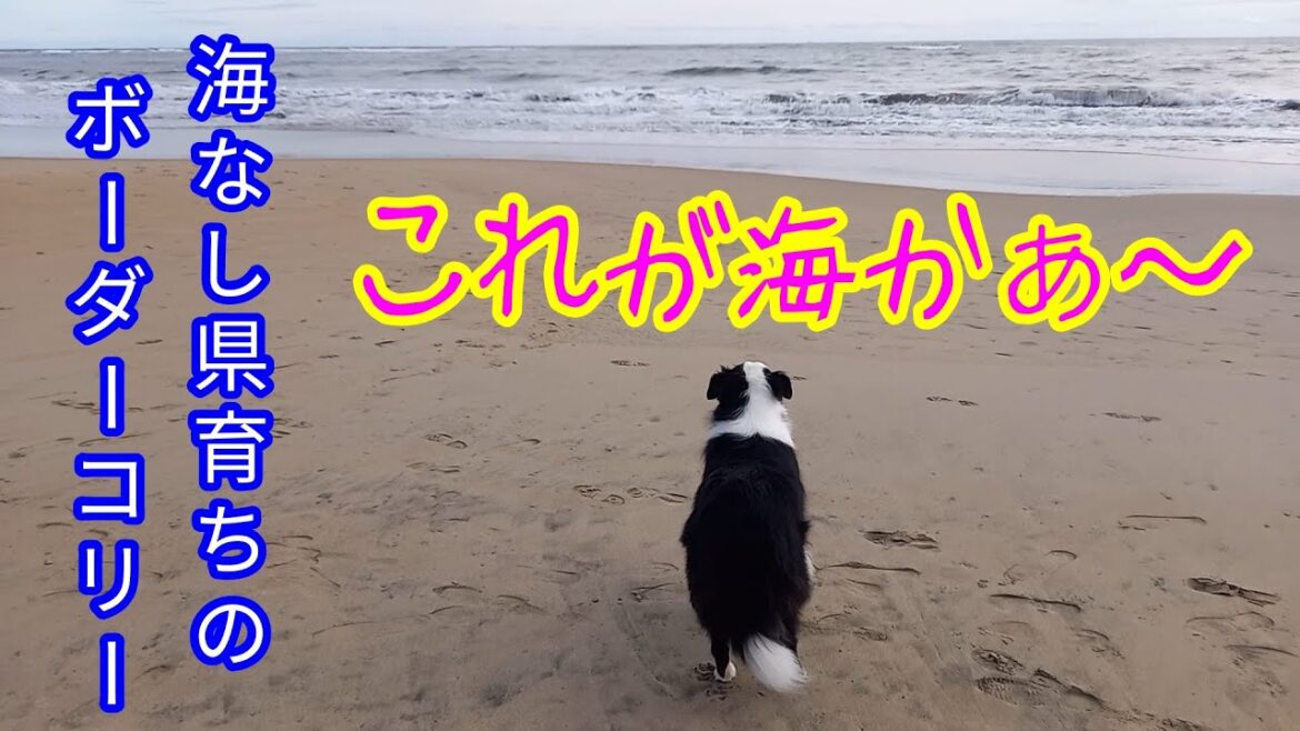 初めての海で興奮しまくるボーダーコリー