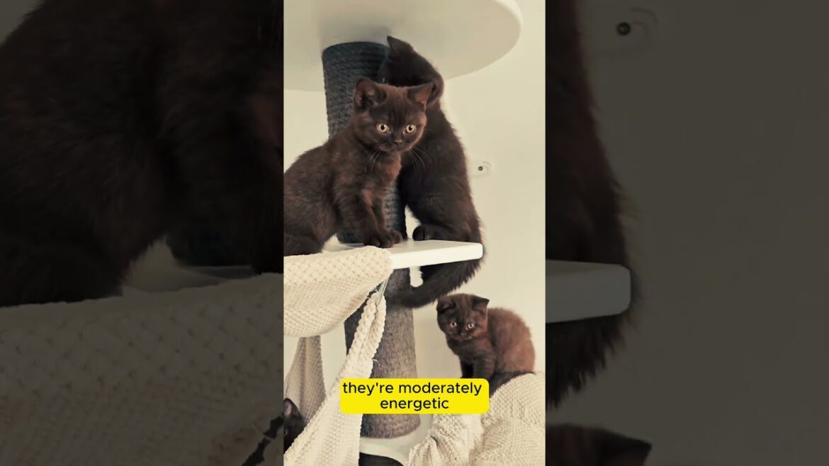 Have you ever seen a brown cat | havana brown   #shorts  #catlover #cats  #cat #catvideos #catshorts